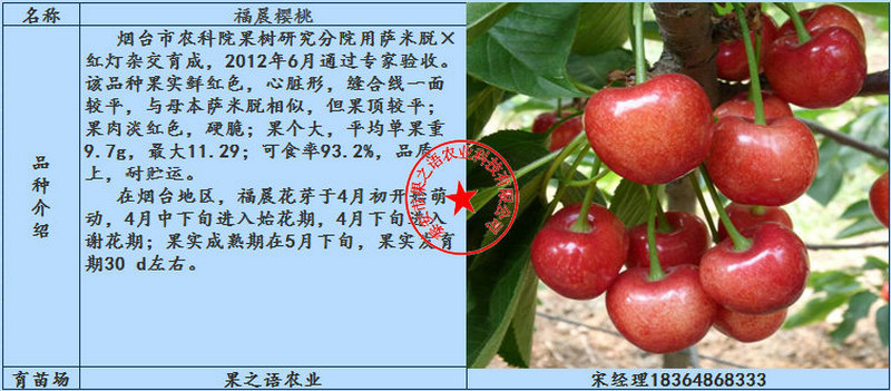 秦林櫻桃樹