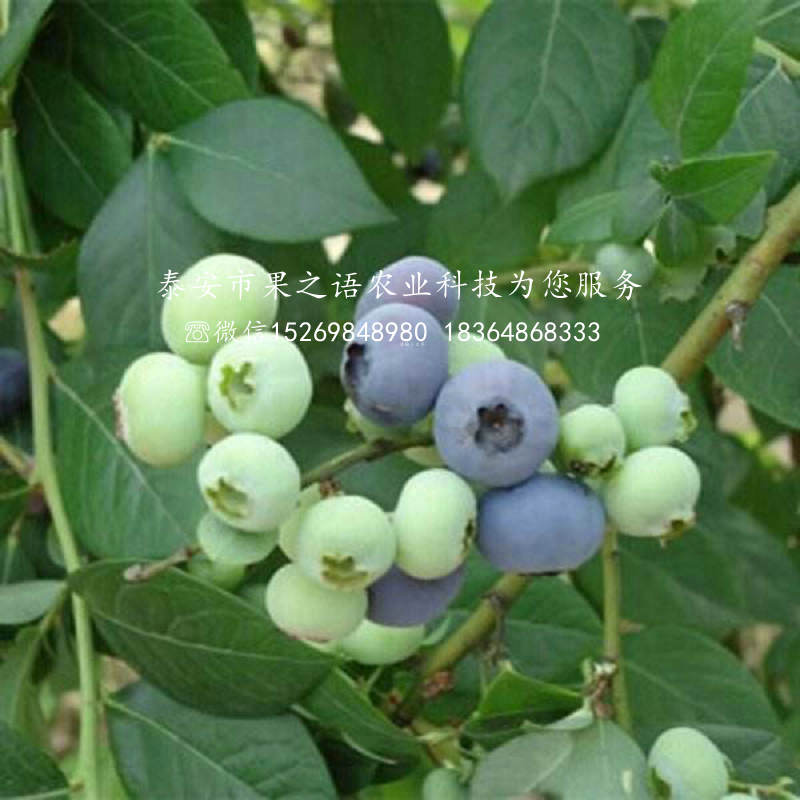 浙江丽水塞拉蓝莓苗价格表