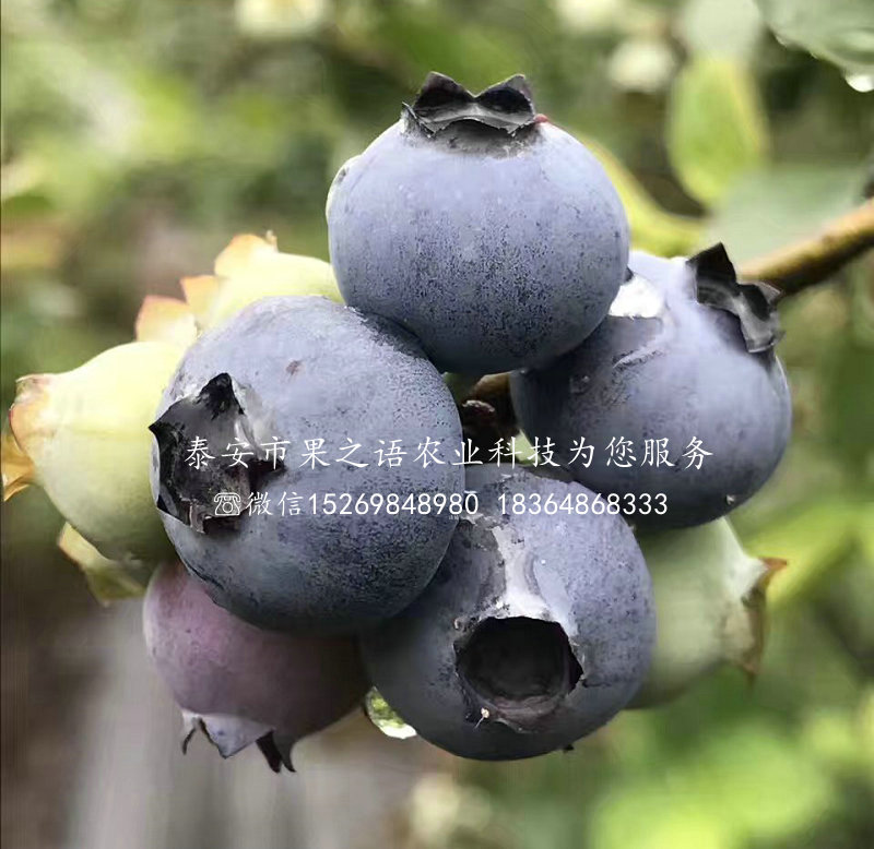 浙江丽水塞拉蓝莓苗价格表
