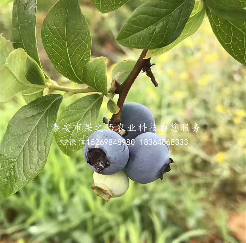 藍莓苗多少錢一棵