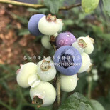 藍莓苗種植、藍莓苗種植批發圖片2