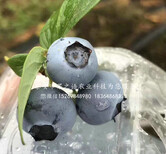 藍莓苗種植、藍莓苗種植批發圖片3