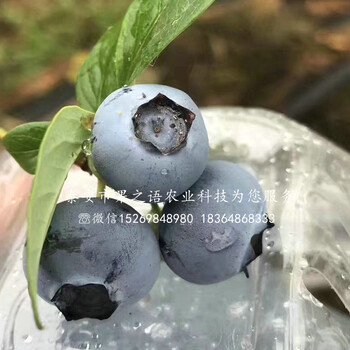 浙江丽水塞拉蓝莓苗价格表