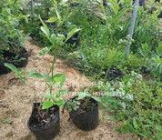 藍莓苗種植、藍莓苗種植批發圖片0