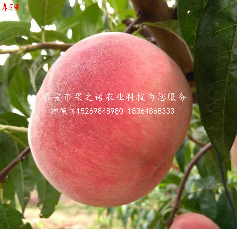 福建南平1公分桃树品种有哪些