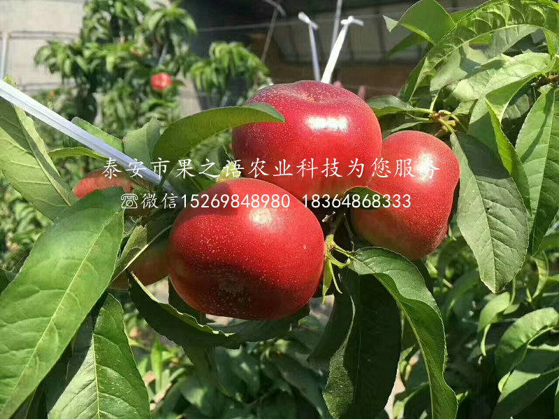 福建南平1公分桃树品种有哪些