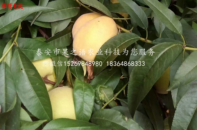 遼寧朝陽4公分桃樹品種