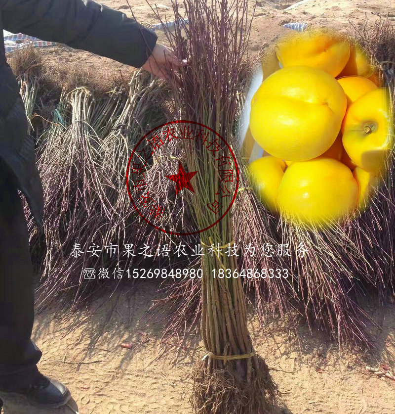 遼寧錦州7公分桃樹品種