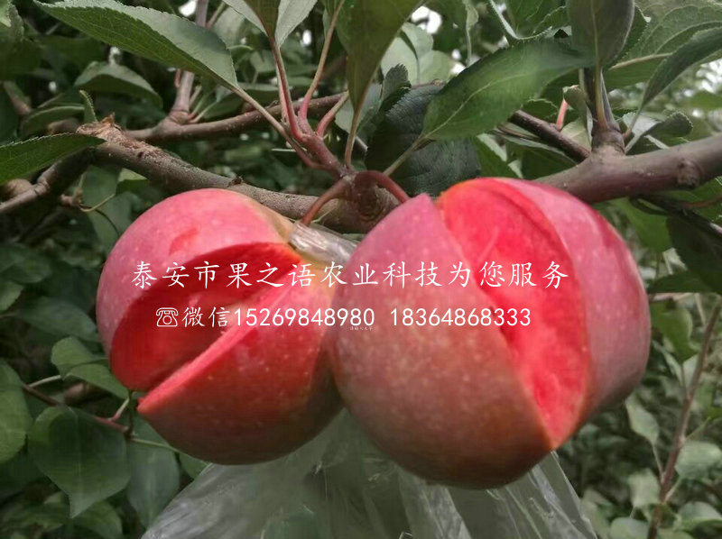 烟红蜜苹果苗种植基地质优