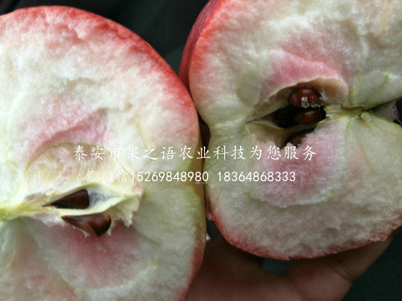 红夏苹果树品种介绍