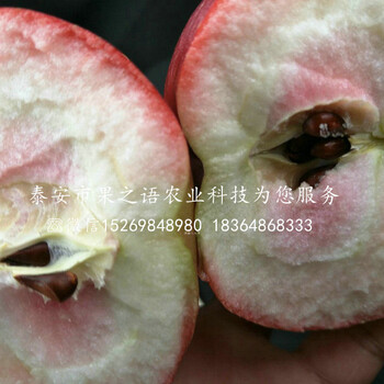 2001苹果树技术指导、宿州龙红蜜苹果树苗