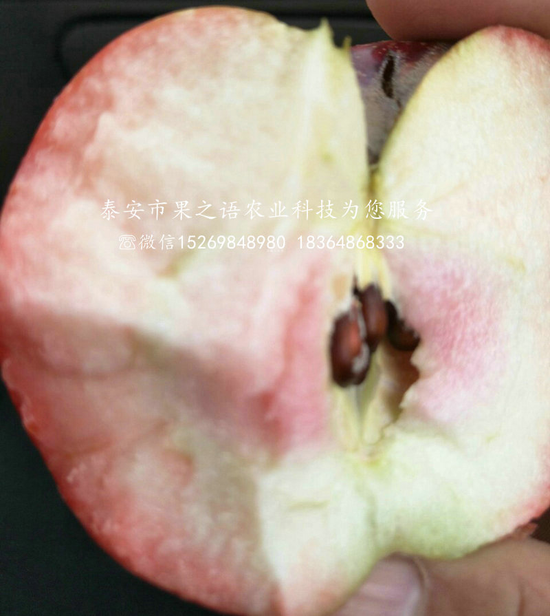 红骨髓苹果树苗种植技术、宿迁苹果树苗