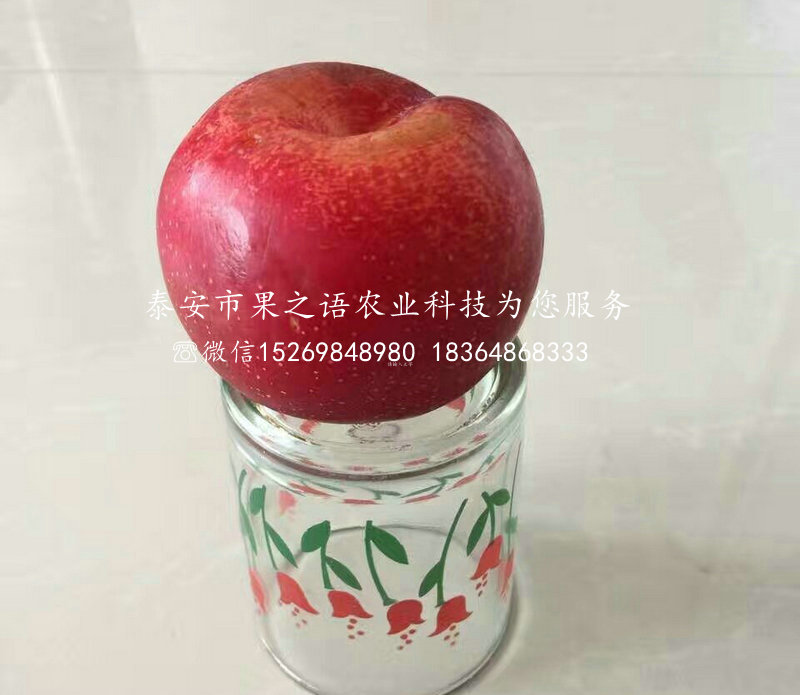 映雪红玲苹果苗种类繁多、忻州信浓红苹果树