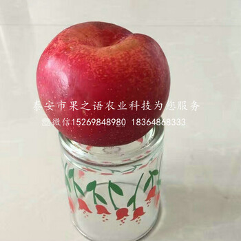 甘红苹果树价格表、抚州7cm苹果树