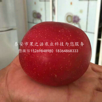 2cm苹果苗一亩栽多少棵、无锡信浓红苹果树苗