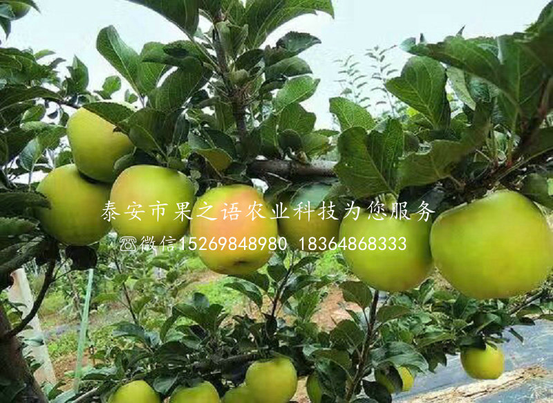 邵阳7cm苹果苗出售信息质优