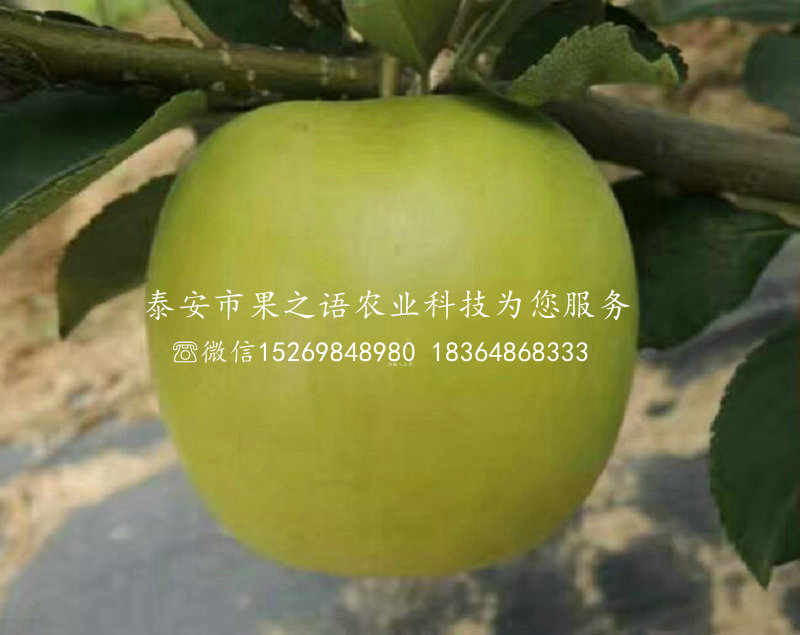 新世界苹果苗放心省心、黔江七月天仙苹果树苗