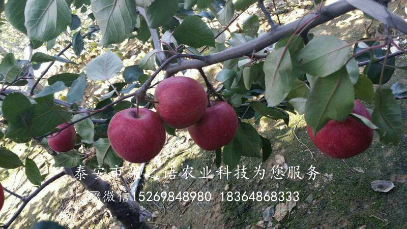红夏苹果树苗品种有哪些、扬州矮化苹果苗