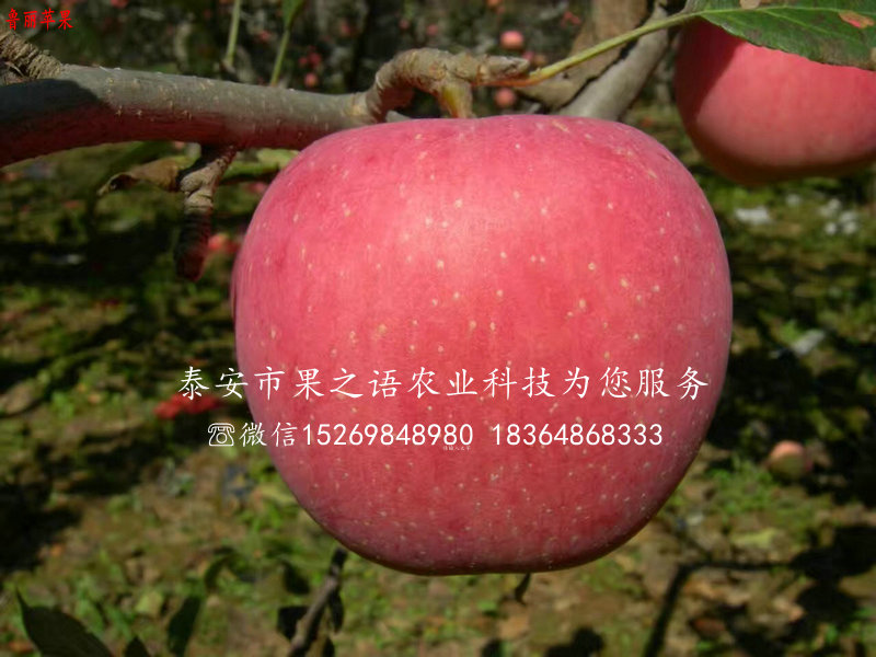 6公分苹果苗今年价格质优