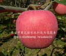 123苹果树苗种植基地、杨浦m9t337苹果树