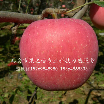 福艳苹果树苗价格实惠、韶关2cm苹果苗