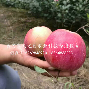 太极红苹果树种植时间、霍邱红丽苹果树苗