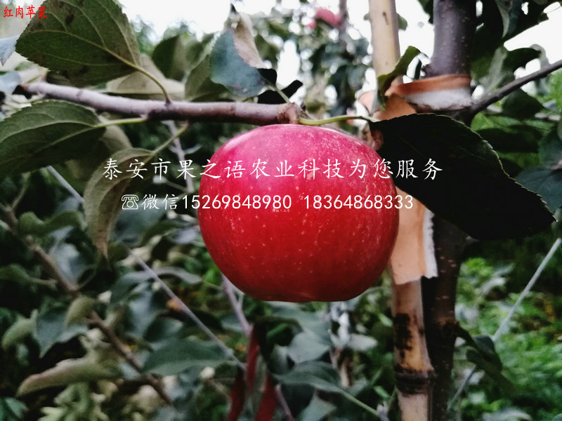 锦绣海棠苹果苗行情订购热线