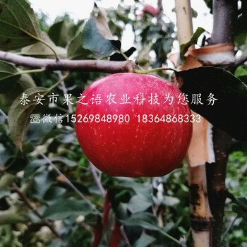 5公分蘋果苗今年報價、潮州金矮生蘋果樹