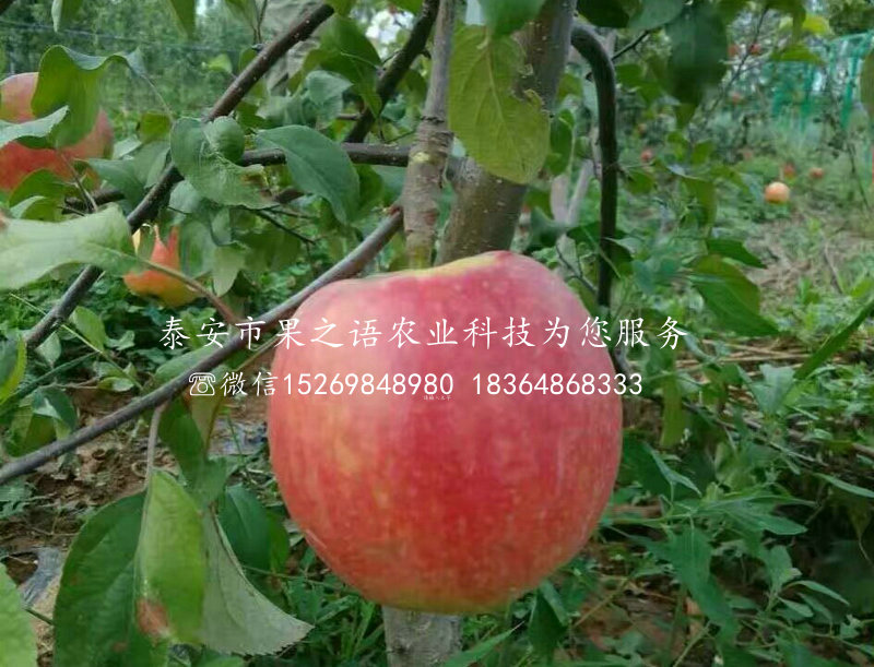 高钙苹果苗成长特性订购热线