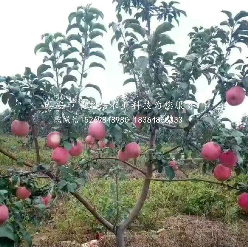 苹果树苗价格品种、宝山太平洋嘎啦苹果苗