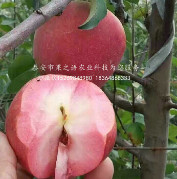 华玉苹果树品种有哪些、淄博3cm苹果树苗