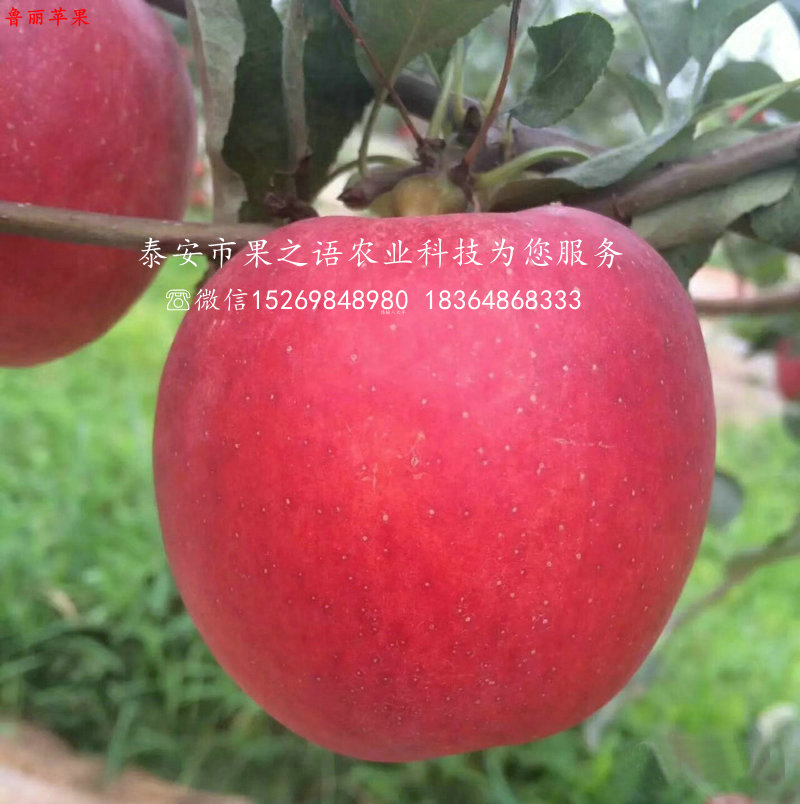 甘红苹果树价格表、抚州7cm苹果树