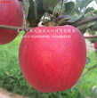 極早紅蘋果樹廠家訂購熱線圖片