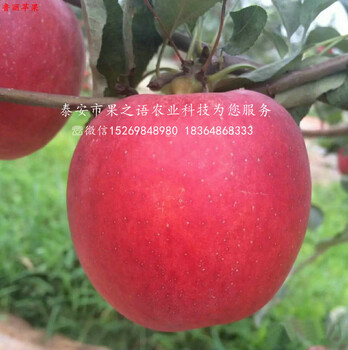 苹果苗、太极红苹果苗品种介绍