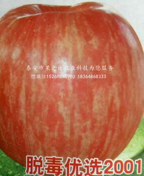 凉山9cm苹果苗销售咨询电话
