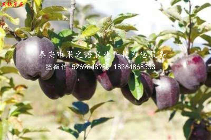烟富3号苹果树品种有哪些、牡丹江M9苹果苗