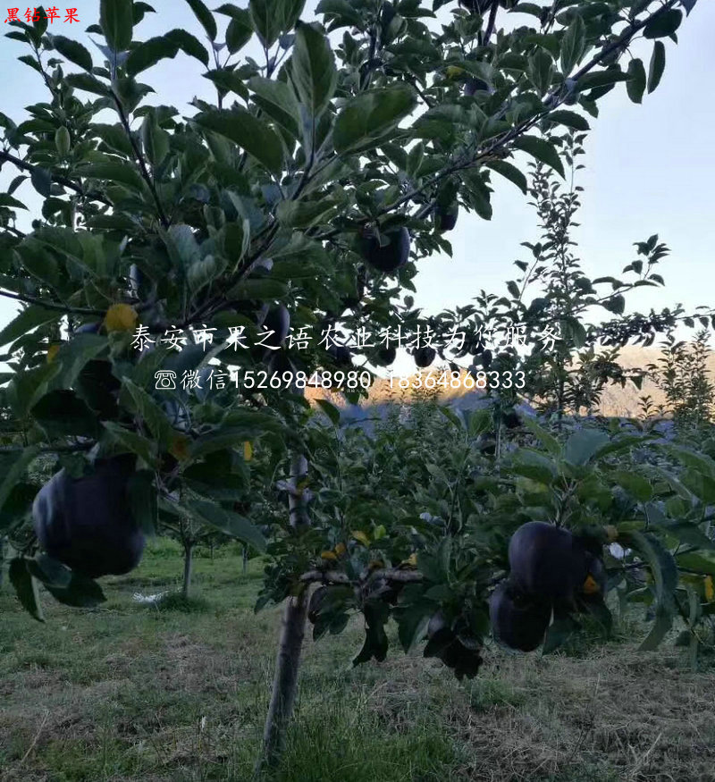中秋王苹果树