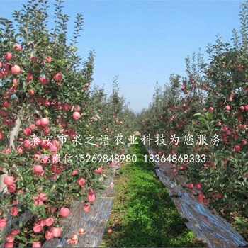 五代红星苹果苗放心省心、南平8公分苹果树