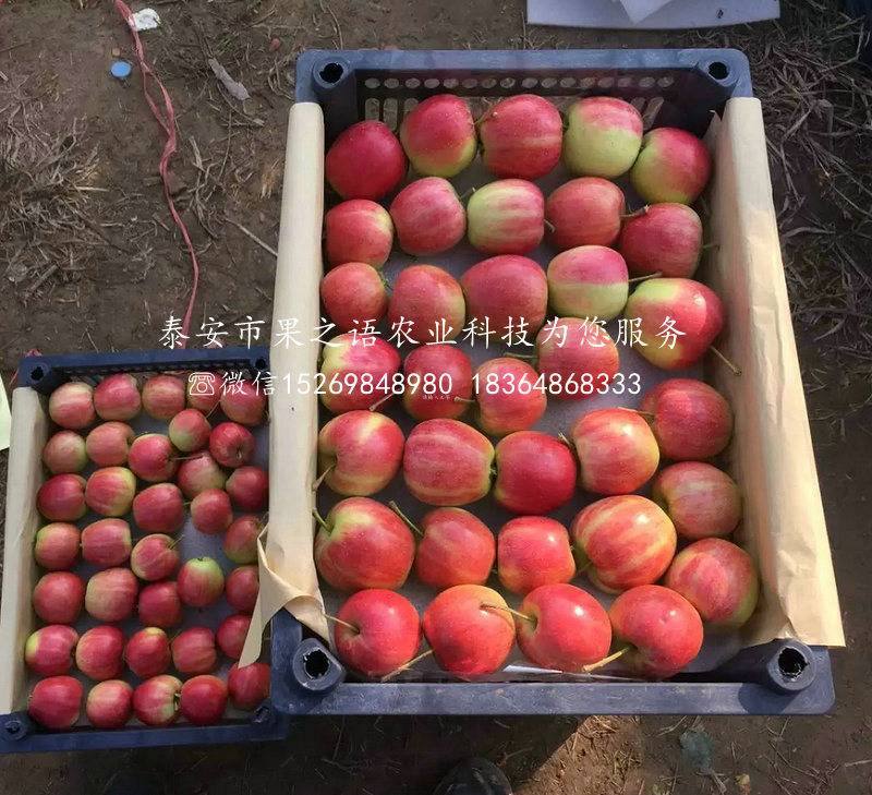 金帅苹果苗批发 、延边119-06红肉苹果苗