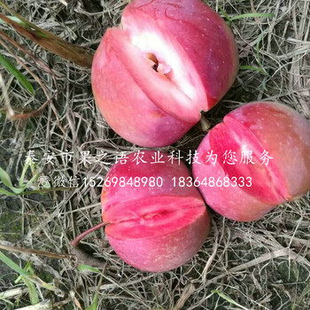 烟富8号苹果苗批发、焦作7公分苹果树