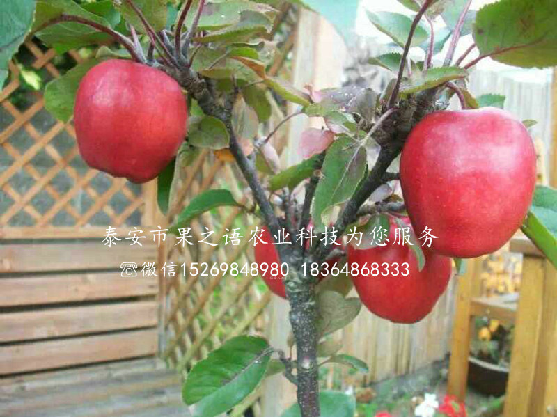3cm苹果树定购热线、温州含香苹果苗