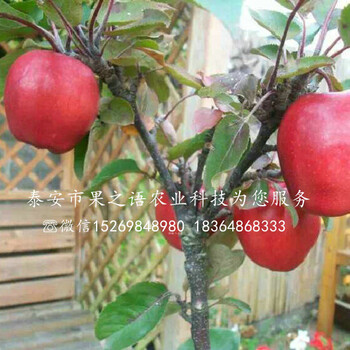 苹果树苗价格新品种、巴南4公分苹果树