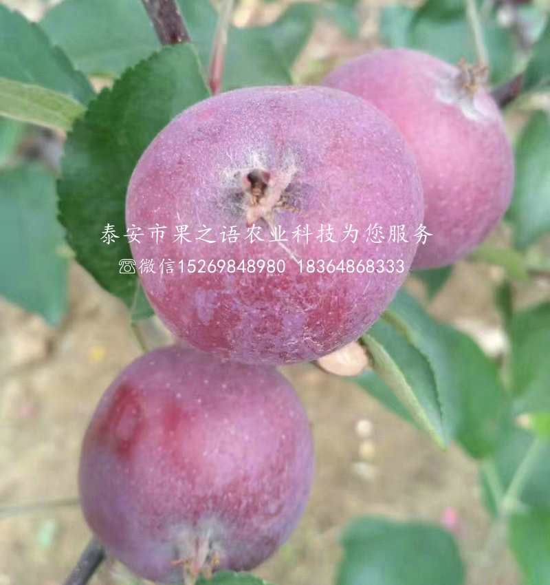 M9苹果树价格实惠、丽水06-05红肉苹果苗