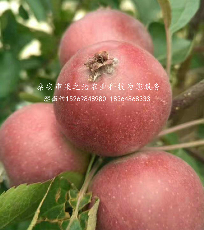 新世界苹果苗放心省心、黔江七月天仙苹果树苗