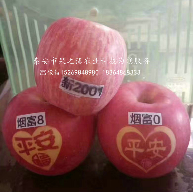 9公分苹果苗种植技术电话