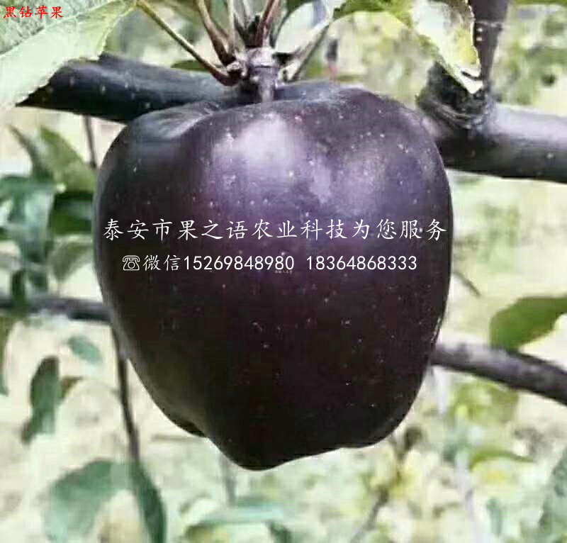 矮化苹果苗种植基地电话