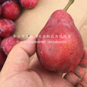 齐齐哈尔南果梨树苗，南果梨树苗品种