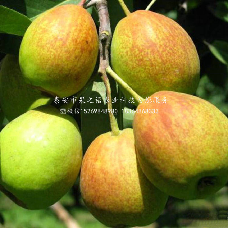 郴州矮化梨树，矮化梨树品种有哪些
