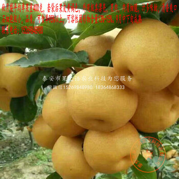 锡林郭勒盟早金酥梨树苗，早金酥梨树苗品种有哪些