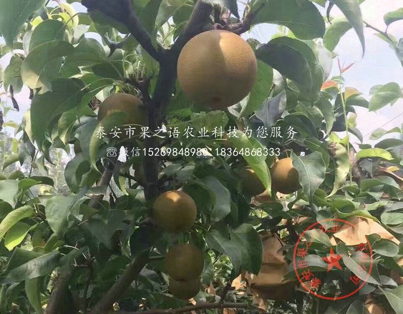 齐齐哈尔南果梨树苗，南果梨树苗品种